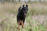 BEAUCERON 317